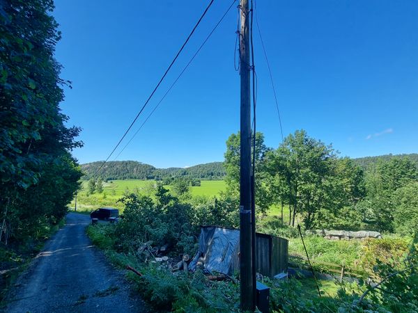 Trefelling i gang, motorsag i høyden, MR Trefelling