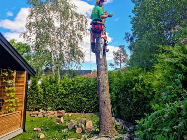 Trefelling i bratt terreng, MR Trefelling