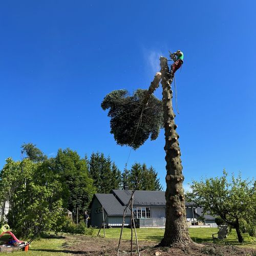 Trefelling av stort tre nær bolig, MR Trefelling