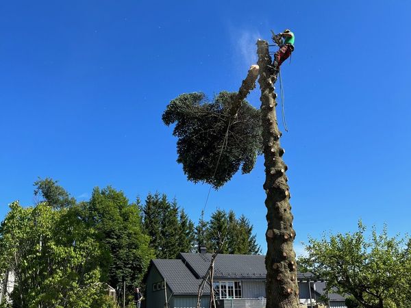 Trefelling nær bolig, kontrollert felling, MR Trefelling