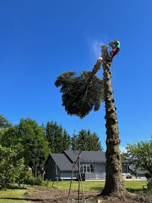 Trefelling av stort tre nær bolig, MR Trefelling