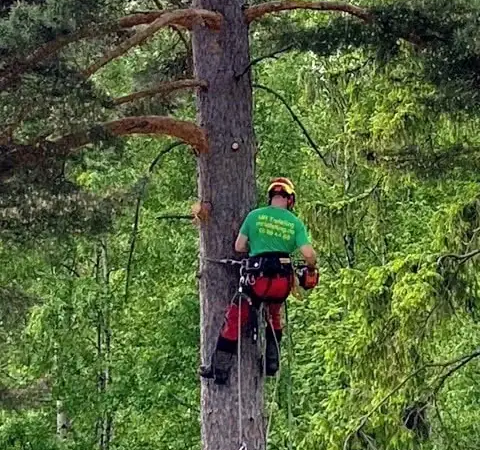 Trefelling med motorsag, MR Trefelling