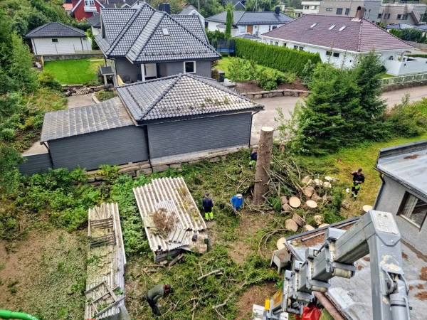 Felling av gran, MR Trefelling Hurum