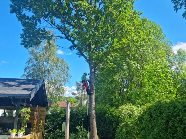 Trefelling ved hytte i Hurum, MR Trefelling