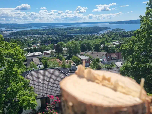 Fagmann klatrer i tre, MR Trefelling