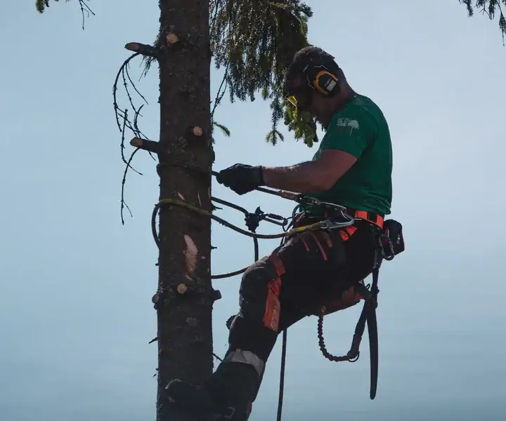 Sikker klatring og felling med riktig sikringsutstyr