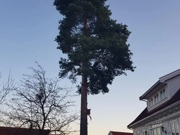 Tilkomstteknikk og industriklatring, MR Trefelling