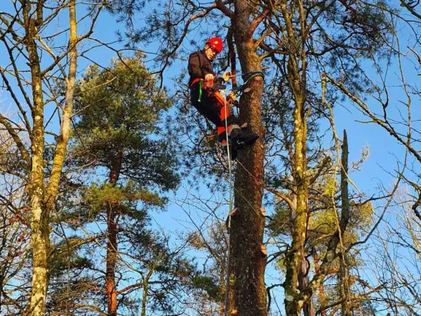 Kvist og greiner samlet for flishugging, MR Trefelling