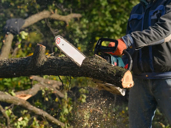 Trefelling nær strømlinje, sikker og kontrollert, MR Trefelling