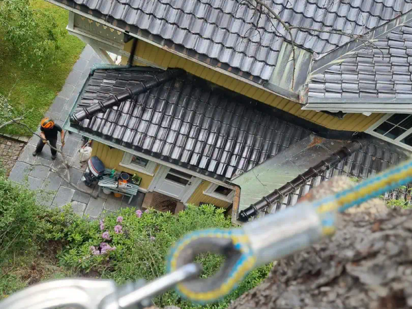 Beskjæring og trepleie av løvtre, MR Trefelling