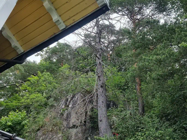 Tomterydding og rydding av vegetasjon, MR Trefelling