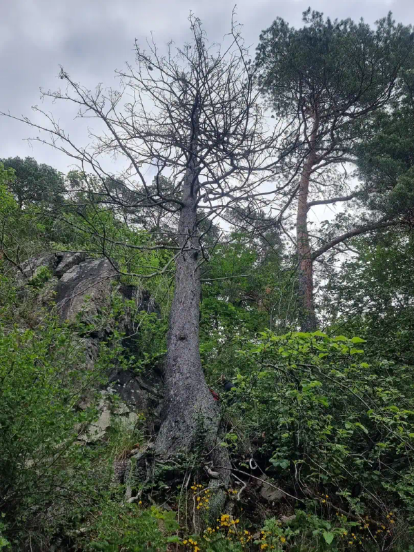 Trepleie og tilstandsvurdering av tre, MR Trefelling
