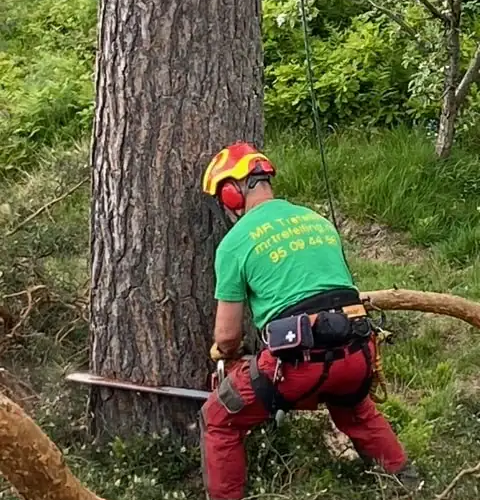 Beskjæring av tre, MR Trefelling Asker og Hurum