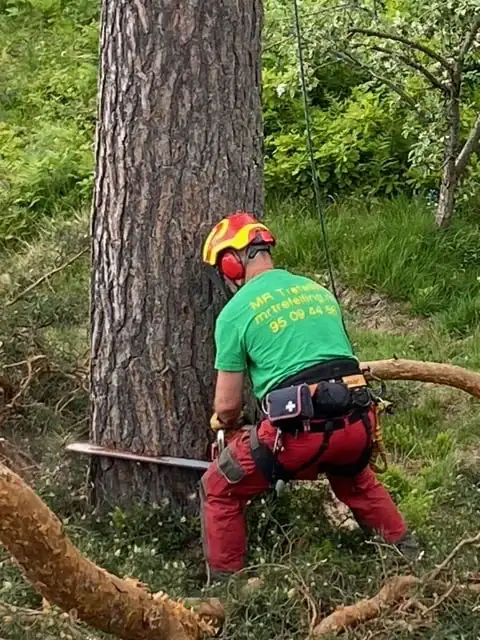 Beskjæring av tre, MR Trefelling Asker og Hurum