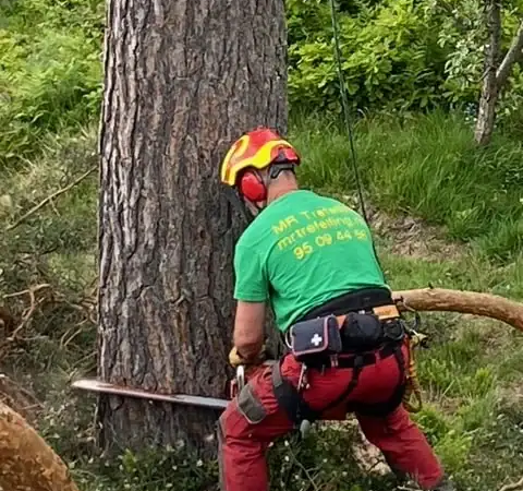 Beskjæring av tre utført av fagmann, MR Trefelling