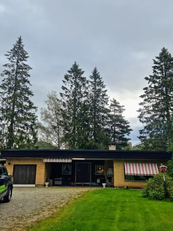 Trefelling ved hytte og fritidsbolig, MR Trefelling